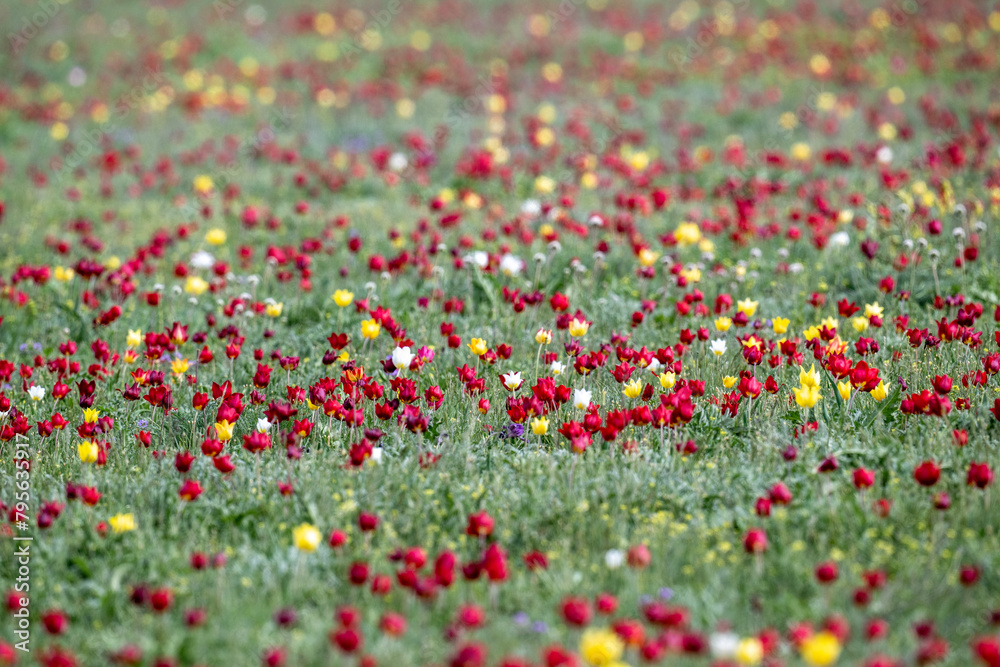 beautiful different colored wild tulips in the spring steppe of Kalmykia