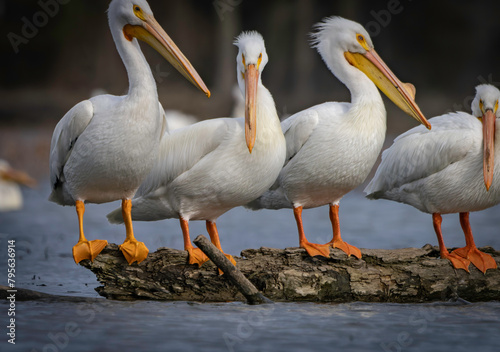 Migrating North American Pelicans stopping at local lake for rest before moving to their summer location, Fishers, Indiana. Spring. 