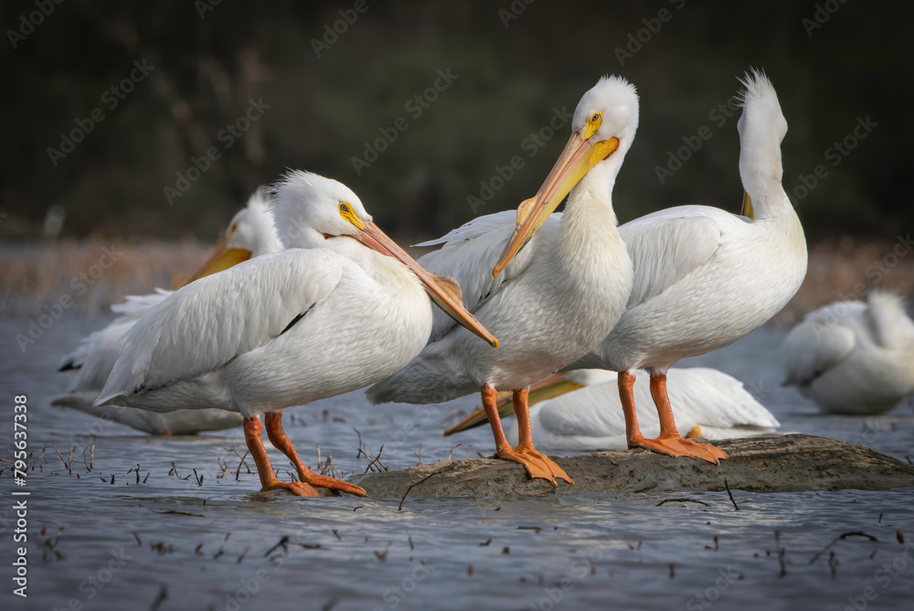 Migrating North American Pelicans stopping at local lake for rest before moving to their summer location, Fishers, Indiana. Spring. Migrating North American Pelicans stopping at local lake for rest before moving to their summer location, Fishers, Indiana. Spring.