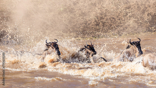 three wildebeest heads in water