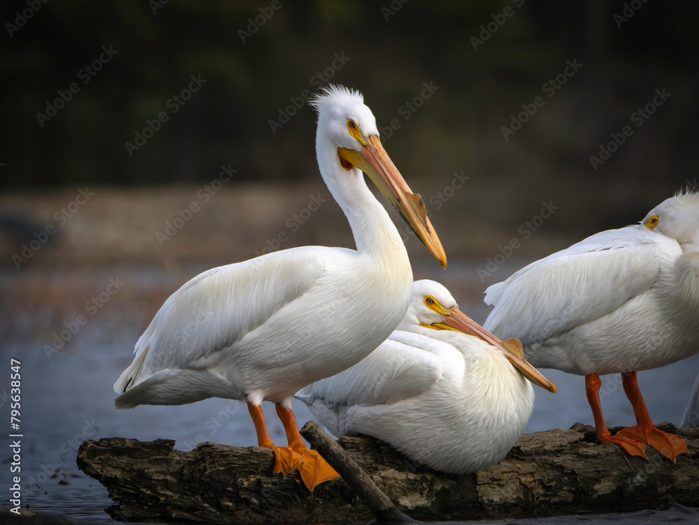 Migrating North American Pelicans stopping at local lake for rest before moving to their summer location, Fishers, Indiana. Spring. Migrating North American Pelicans stopping at local lake for rest before moving to their summer location, Fishers, Indiana. Spring.