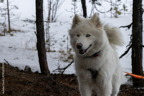Husky with one blue eye in north sweden