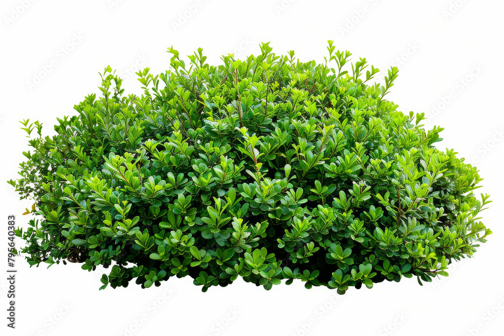 A photo of a green bush with white background