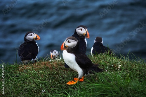 4K View of Group of Puffins on the Rock Cliff in Iceland
