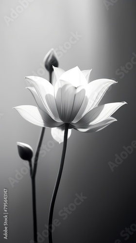 Photography of lotus monochrome flower petal.