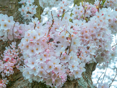 Cherry blossoms on a tree trunk, with blurred background

