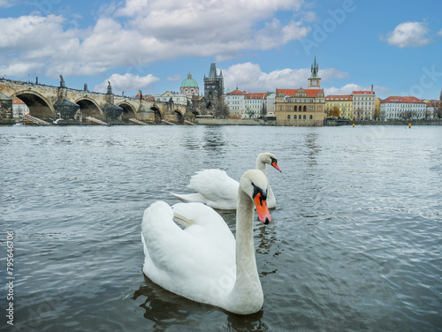 Fototapeta Naklejka Na Ścianę i Meble -  Beautiful swans on the Vltava river in Prague, Czech Republic