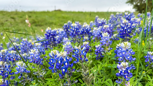 Bluebonnets in a field * Rural Ranch Countryside in springtime * Texas * Southern America