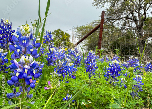 Bluebonnets  in a field with a fence