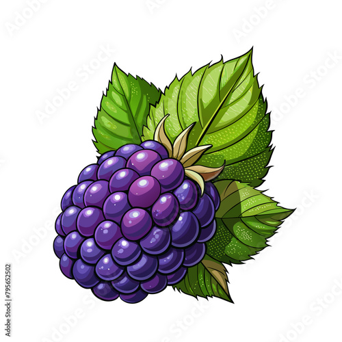 Blackberry fruit berry summer cartoon style on white background