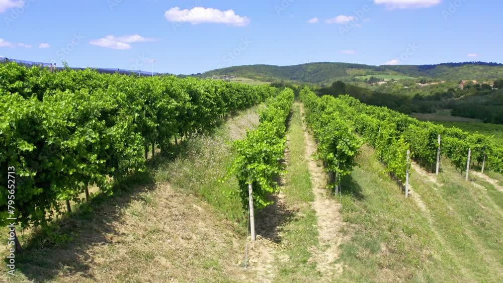 Drone flies above fresh green rows in vineyard under bright blue sky Drone flies above fresh green rows in vineyard under bright blue sky