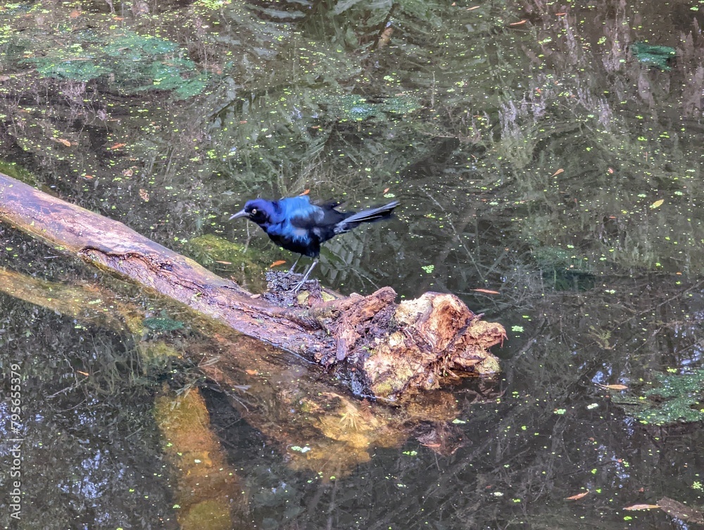 Naklejka premium Crow on the wild forest swamp, nature wilderness background, birdlife photography. Wild crow on a swamp region, Green key Nature Center in Florida