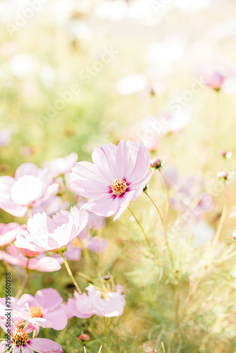 Fototapeta Naklejka Na Ścianę i Meble -  pink flowers in a garden