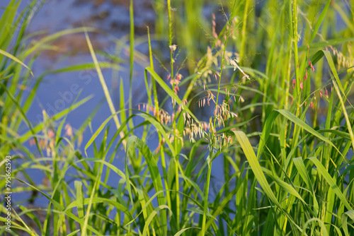 Northern wild rice (Zizania palustris) from Wisconsin. Annual plant native to the Great Lakes region of North America.