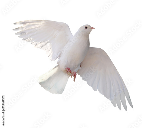 Free flying white dove isolated. Symbol of peace