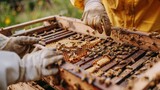 Close-up of beekeepers hands inspecting honeycomb frames. Detailed shot with bees and honey