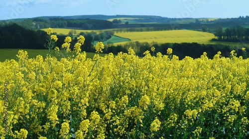 Agriculture en Champagne Ardenne, paysage de champ de colza (brassica napus) jaune, en fleur, au printemps (France)