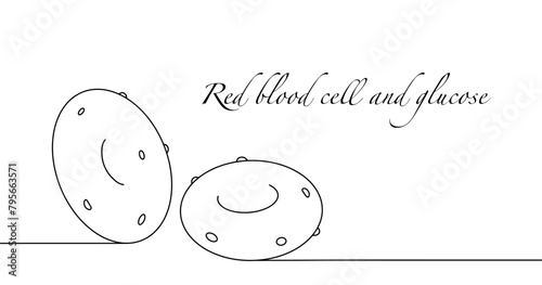 Erythrocyte. Glucose photo