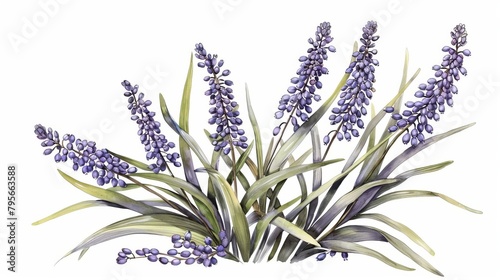 liriope muscari plant isolated on white background botanical illustration