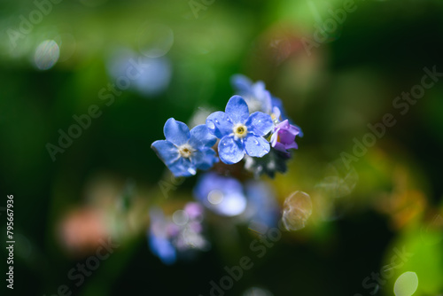 Blue flowers Forget-me-nots  Myosotis  after the rain  blurred background. Shallow depth of field.
