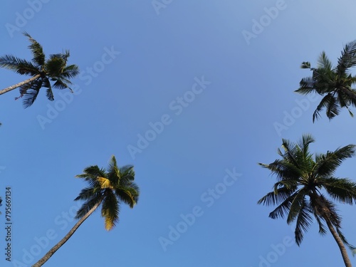 palm trees in the wind