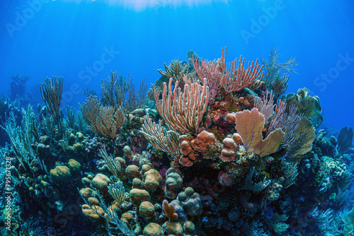 Caribbean coral garden, Bonaire