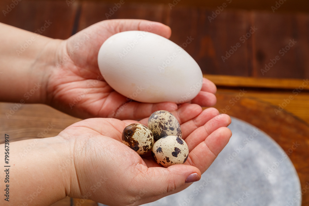 Chicken goose and quail eggs in female hands comparison Chicken goose and quail eggs in female hands comparison
