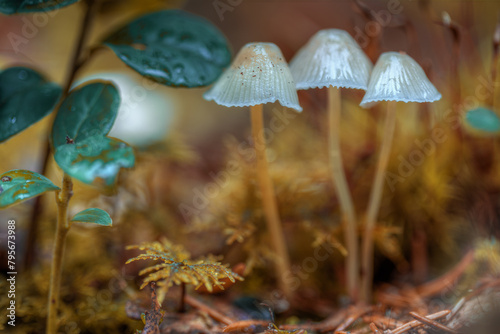 Mushrooms containing psilocybin grow in the forest.