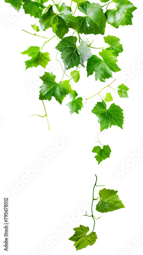 Ivy Leaves Isolated on White Transparent Background, PNG 