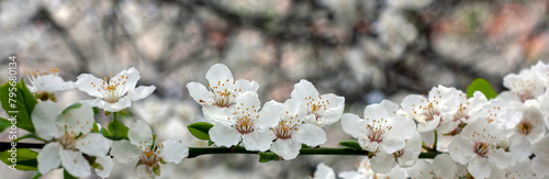 Natural floral background. Cherry flowers close-up. White flowers of a cherry on a spring day in soft focus. Tender floral spring background. Flowers of an Cherry tree in the spring in the garden.