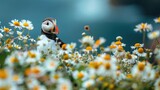 Atlantic Puffin, (Fratercula arctica) cliff top Hebidish Coas, Photo of a Puffin bird in Iceland, during the summer, beautiful nature with daisies with a blue sea and flowers, natural background.