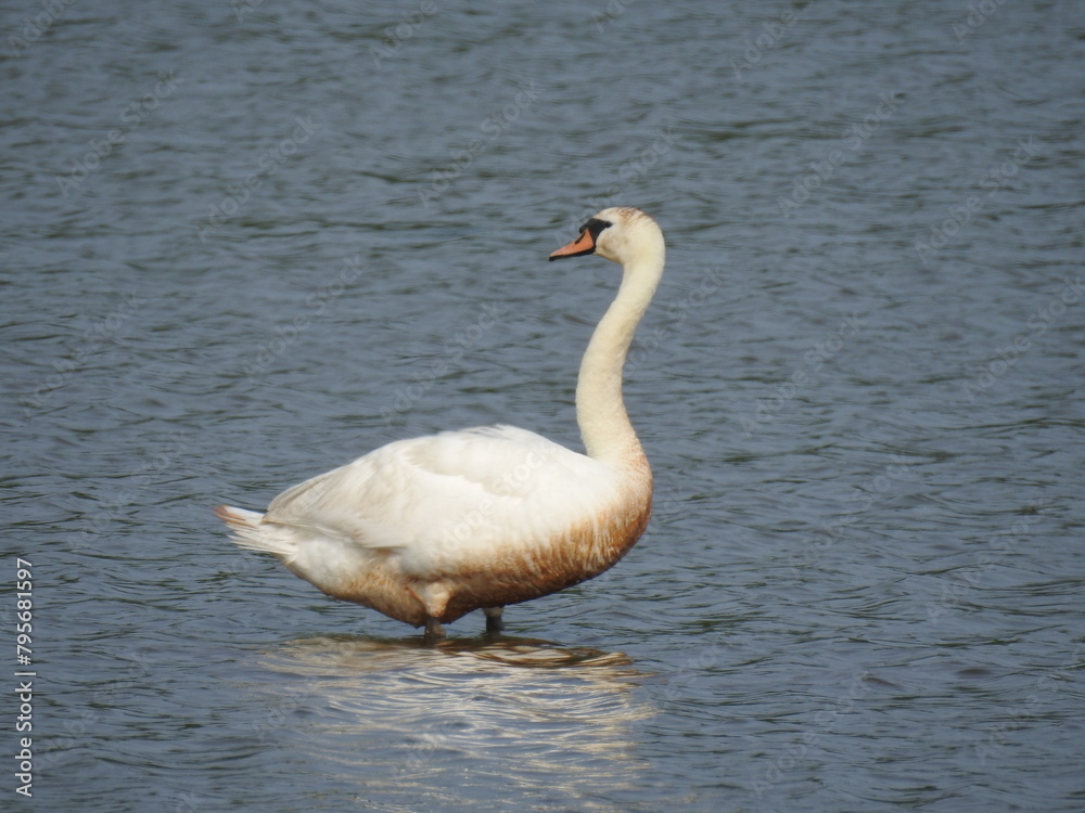 Obraz premium A mute swan standing in the waters of the Bombay Hook National Wildlife Refuge, Kent County, Delaware. 