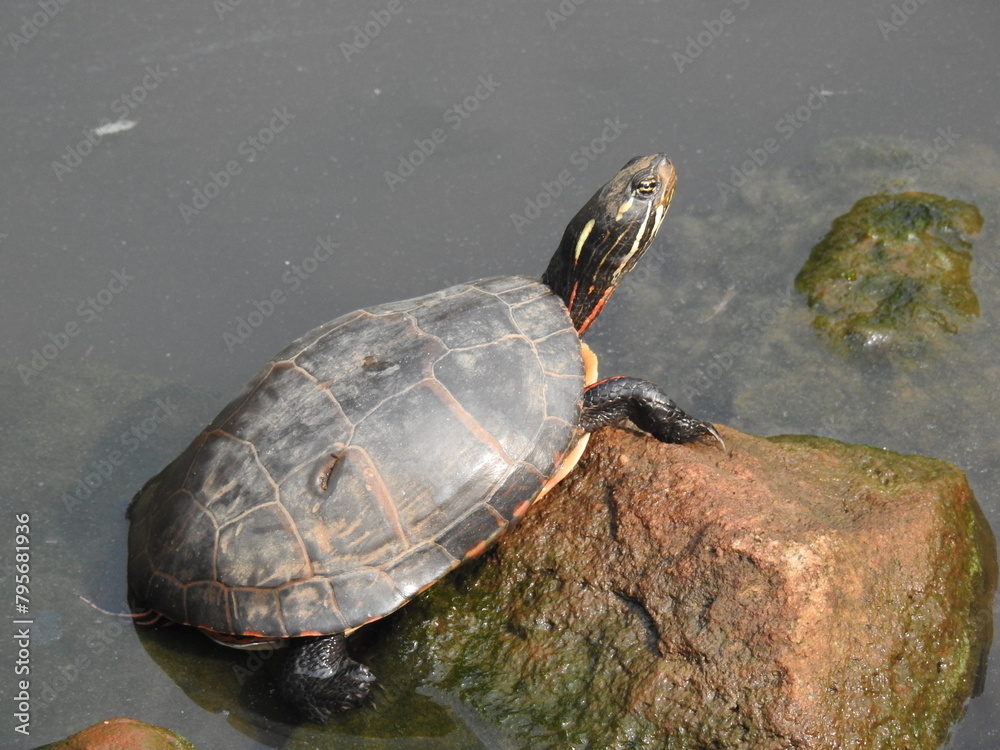 Eastern painted turtle perched on a rock, basking in the warmth of the sun. Bombay Hook National Wildlife Refuge, Kent County, Delaware. Eastern painted turtle perched on a rock, basking in the warmth of the sun. Bombay Hook National Wildlife Refuge, Kent County, Delaware.