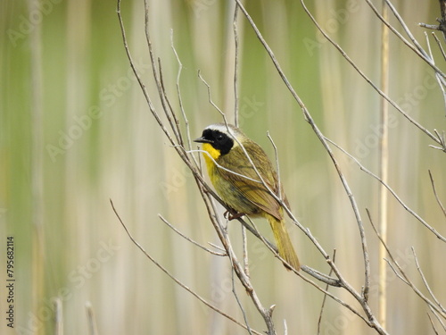 A common yellowthroat perched on a branch within the wetlands of the Bombay Hook National Wildlife Refuge, Kent County, Delaware. photo