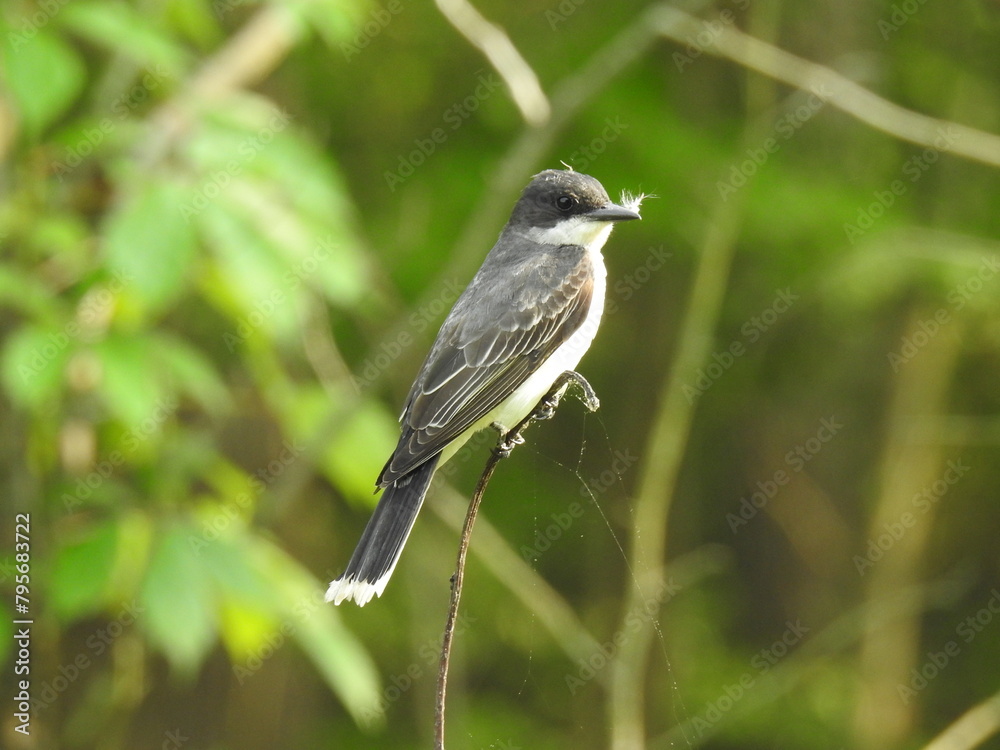 Eastern kingbird with a feather in its beak, perched on a thin branch, within the woodlands of the Bombay Hook National Wildlife Refuge, Kent County, Delaware. Eastern kingbird with a feather in its beak, perched on a thin branch, within the woodlands of the Bombay Hook National Wildlife Refuge, Kent County, Delaware.