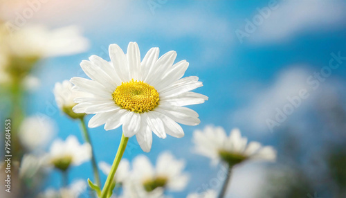 One white daisy flowers on blue sky background  close up.