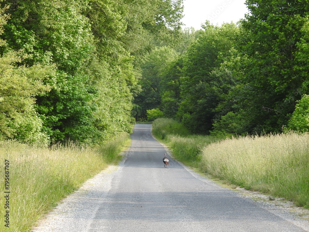 A wild turkey running down the road. It's always a surprise to see wildlife, while driving through the Bombay Hook National Wildlife Refuge, Kent County, Delaware.