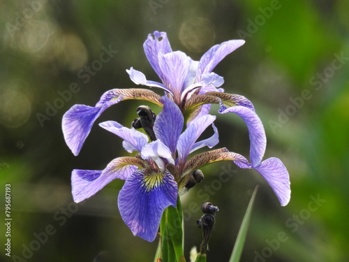 Northern blue flag irises bloomed within the wilderness of the Bombay Hook National Wildlife Refuge, Kent County, Delaware.