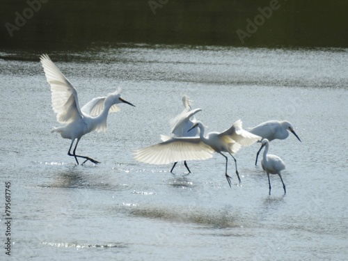 The behavior of snowy egrets during mating season is quite a sight. These majestic birds put on quite a show. Bombay Hook National Wildlife Refuge, Kent County, Delaware. photo