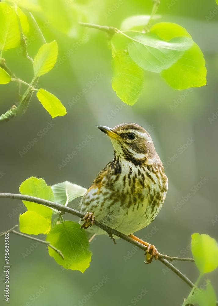 Naklejka premium bird on a branch