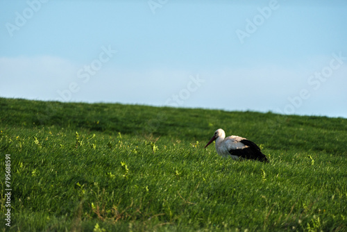 a stork runs across a meadow in search of food