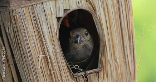 Nest building. Lesser Antillean bullfinch (Loxigilla noctis), female bird, Guadeloupe, french caribbean islands. photo