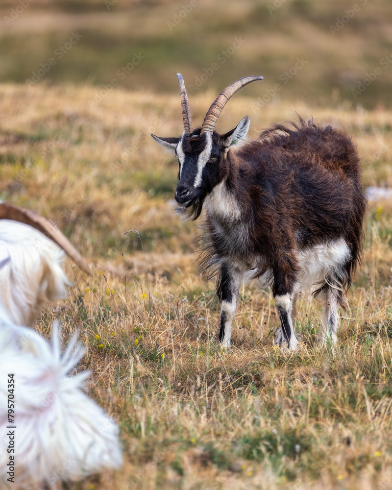 Herd of Llandudno Kashmiri Goat lounging in a field on The Great Orme in North Wales. United Kingdom Herd of Llandudno Kashmiri Goat lounging in a field on The Great Orme in North Wales. United Kingdom