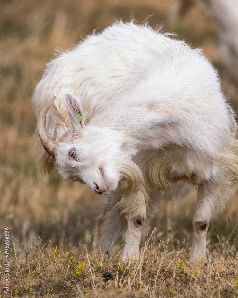 Llandudno Kashmiri Goat stretching in a field on The Great Orme in North Wales. United Kingdom Llandudno Kashmiri Goat stretching in a field on The Great Orme in North Wales. United Kingdom