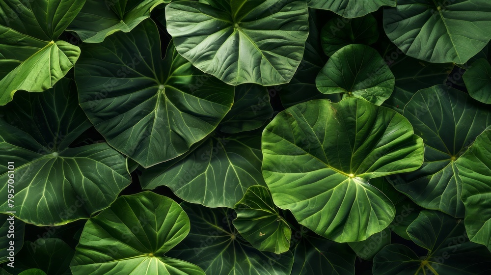 Closeup green leaves of elephant ear in garden. Green leaf texture for health and spa background. Green leaves on dark background. Greenery wallpaper. Botanical garden. Nature abstract. Organic plant Closeup green leaves of elephant ear in garden. Green leaf texture for health and spa background. Green leaves on dark background. Greenery wallpaper. Botanical garden. Nature abstract. Organic plant