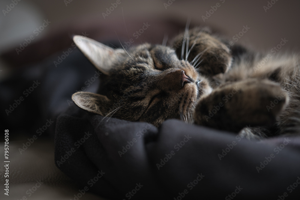 Portrait of a cute house cat lying on a blanketv Portrait of a cute house cat lying on a blanketv