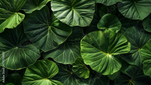 Closeup green leaves of elephant ear in garden. Green leaf texture for health and spa background. Green leaves on dark background. Greenery wallpaper. Botanical garden. Nature abstract. Organic plant