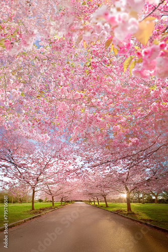 Cherry Blossom Trees, Bispebjerg Cemetery, Copenhagen, Denmark.	
