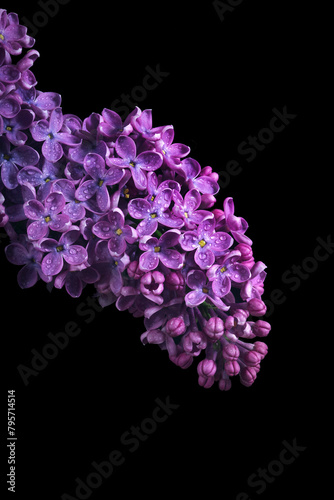 lilac flowers in drops of water isolated on black. close up