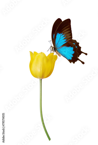 bright blue tropical Ulysses butterfly on a tulip flower in dew drops isolated on white